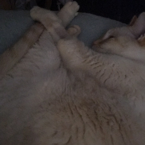 Meet your Posher, Lillian - Picture 1 of 1